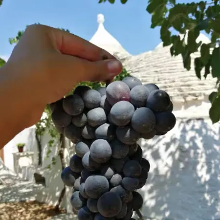 Hébergement de vacances Trullo Negli Ulivi Fasano